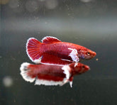 Fancy Lavender Dumbo Female Betta - Live Aquarium  Premium Female Betta Fish